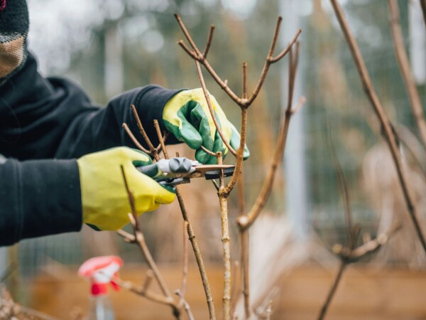 Pruning Cherry Trees: When and How?