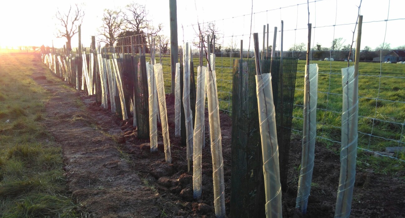 Orchard Establishment