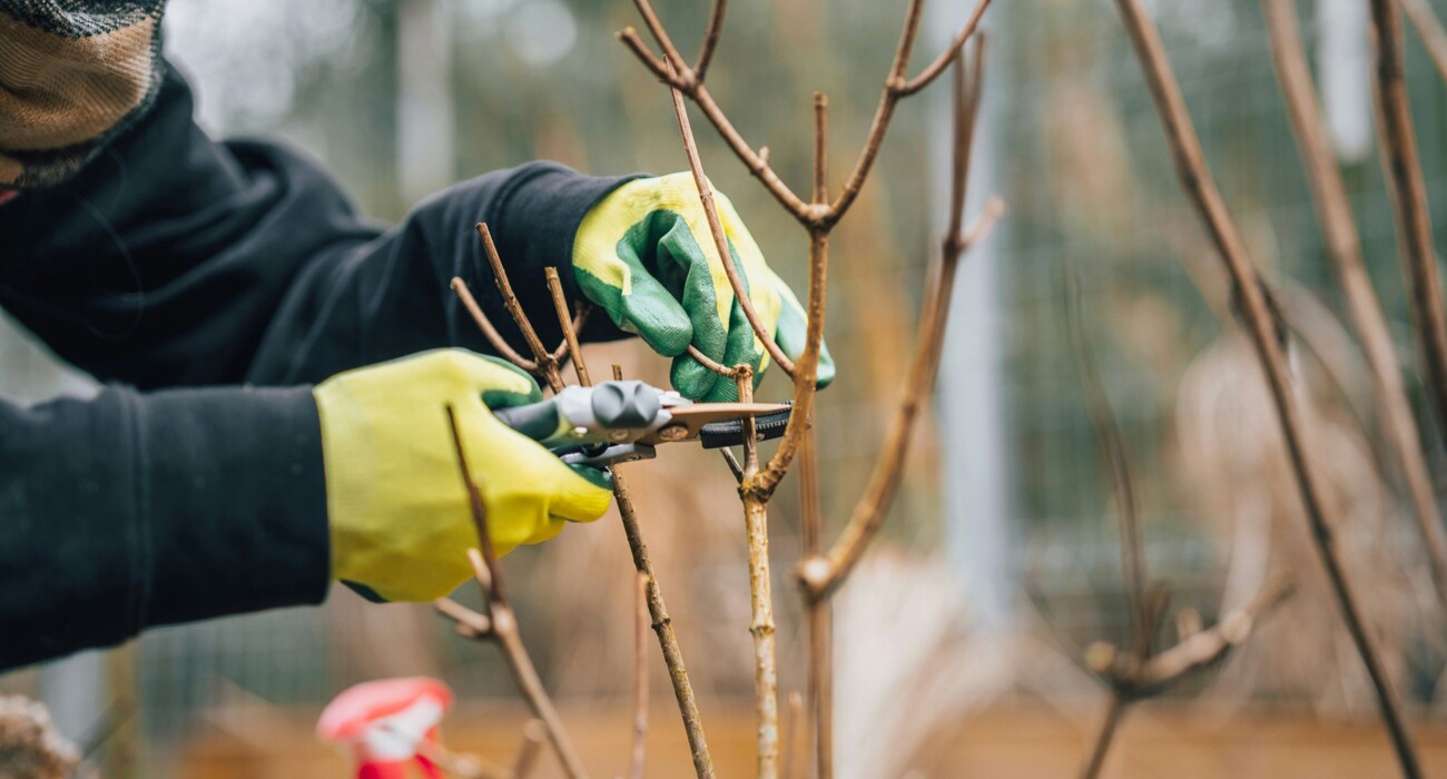 Pruning Cherry Trees: When and How?