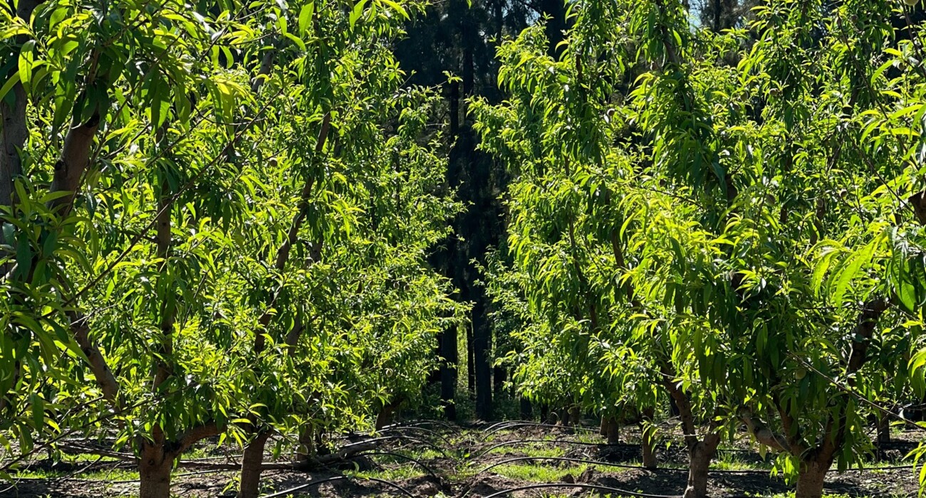 Irrigation and Fertigation