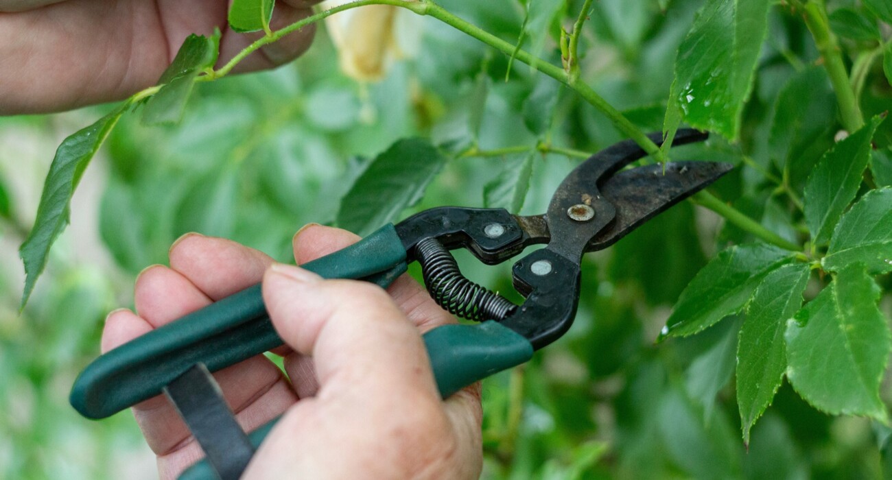 Pruning Advice and Team Training