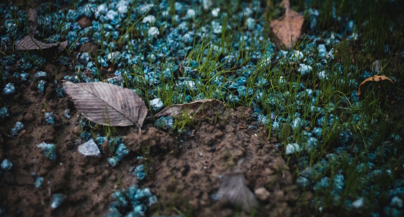 Fertilization and Plant Nutrition