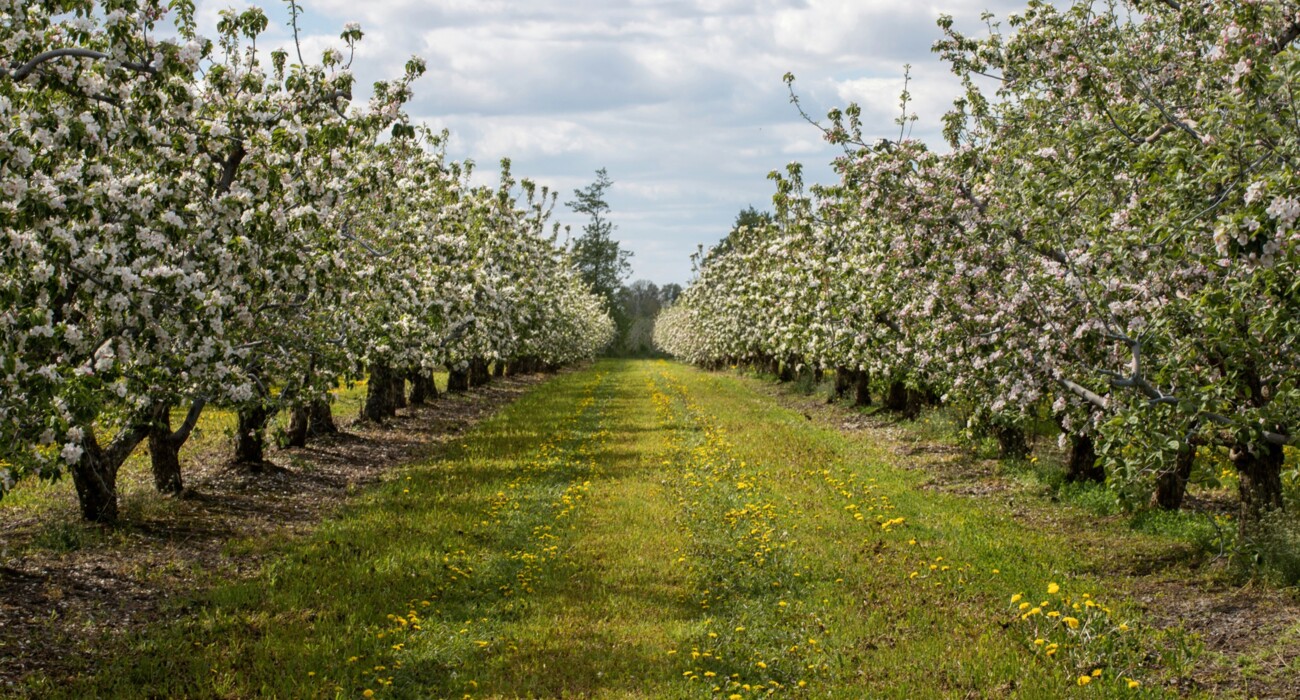 Fruit Growing and Crop Protection