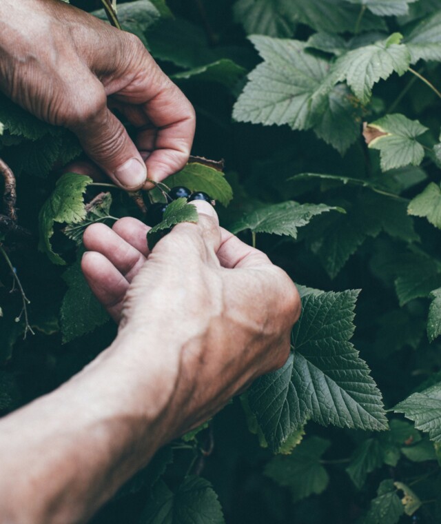 We bring scientific know-how to your orchard