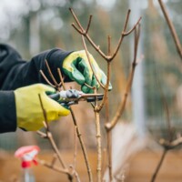 Pruning Cherry Trees: When and How?