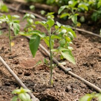 How to Plan Drip Irrigation and Fertigation in a Cherry Orchard